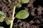 Desert horsepurslane